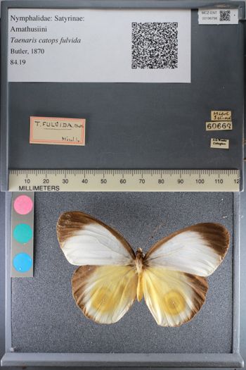 Media type: image;   Entomology 196798